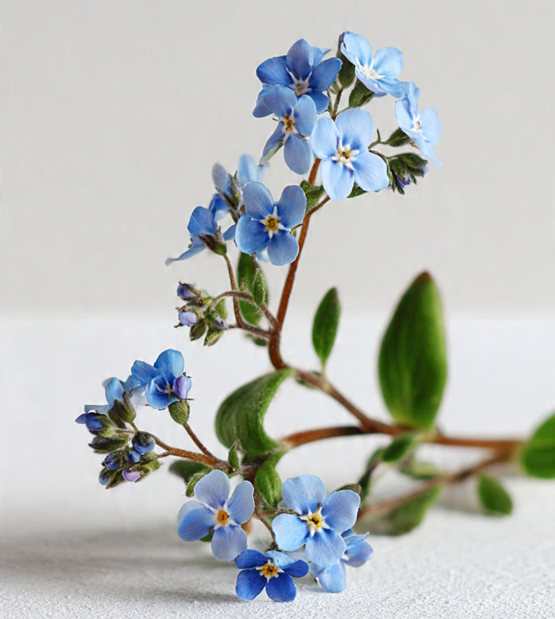 Miosótis — flores azuis delicadas